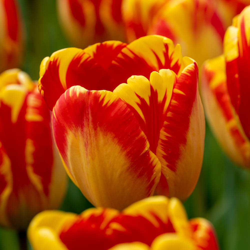 YouGarden Tulip Banja Luka Planting Bulb 24 Pack Image 3