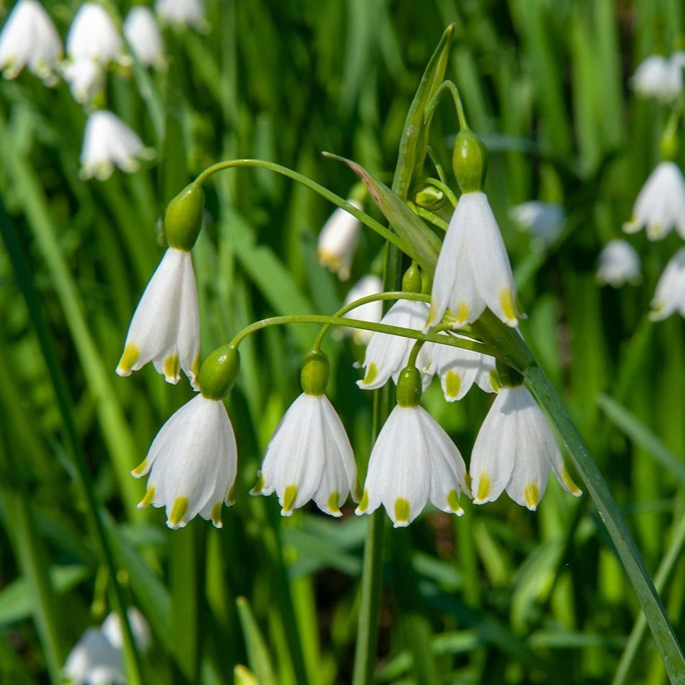 Thompson and Morgan Leucojum Aestivum Summer Snowflake Autumn Planting Bulb 3 Pack Image 8