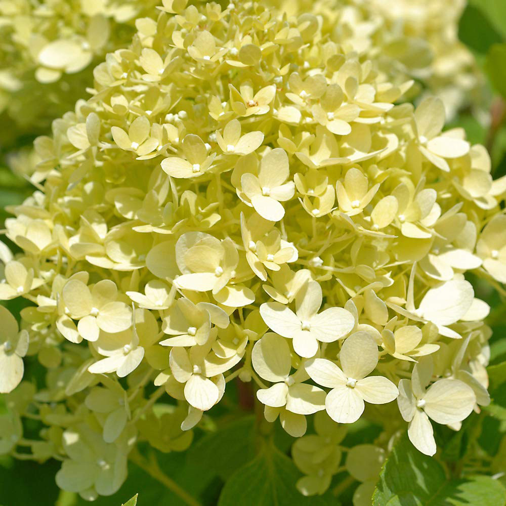 Thompson and Morgan Hydrangea Limelight Potted Plant 9cm Image 4