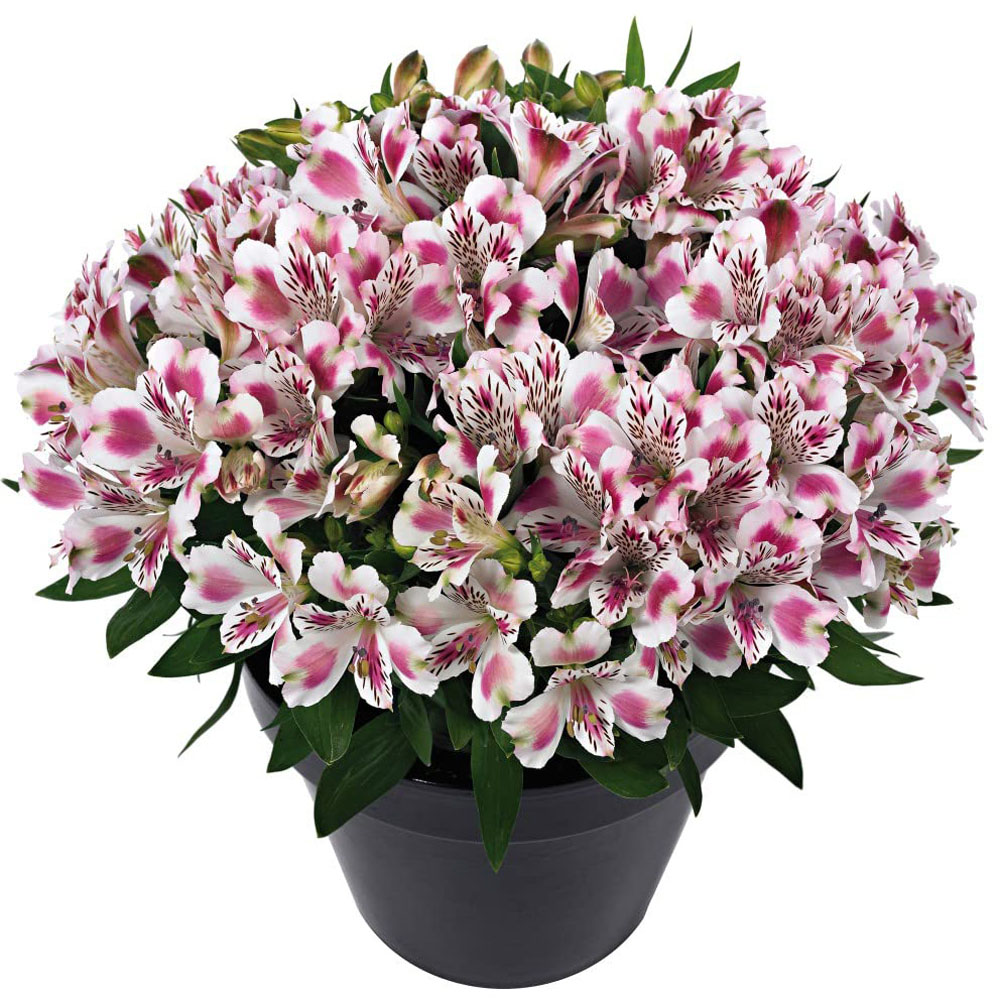 Thompson and Morgan Alstroemeria Inticancha White Pink Blush Plant 6 Pack Image 2