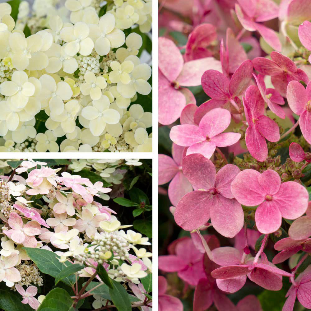 Thompson and Morgan Hydrangea Paniculata Polestar Ophelia Plant Pot 3L 2 Pack Image 1