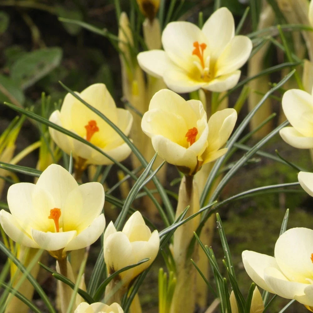 Thompson and Morgan Crocus Cream Beauty Planting Bulb 80 Pack Image 3