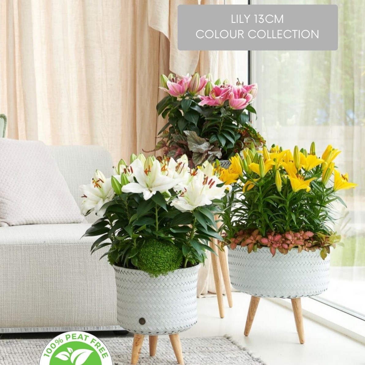 Colour Collection Lily - Multicolour Image 2