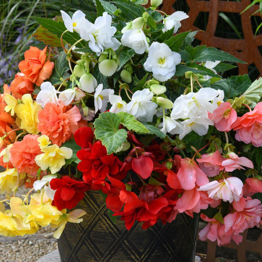 Thompson and Morgan Begonia Sun Dancer Mixed Garden Ready Plant 30 Pack Image 1