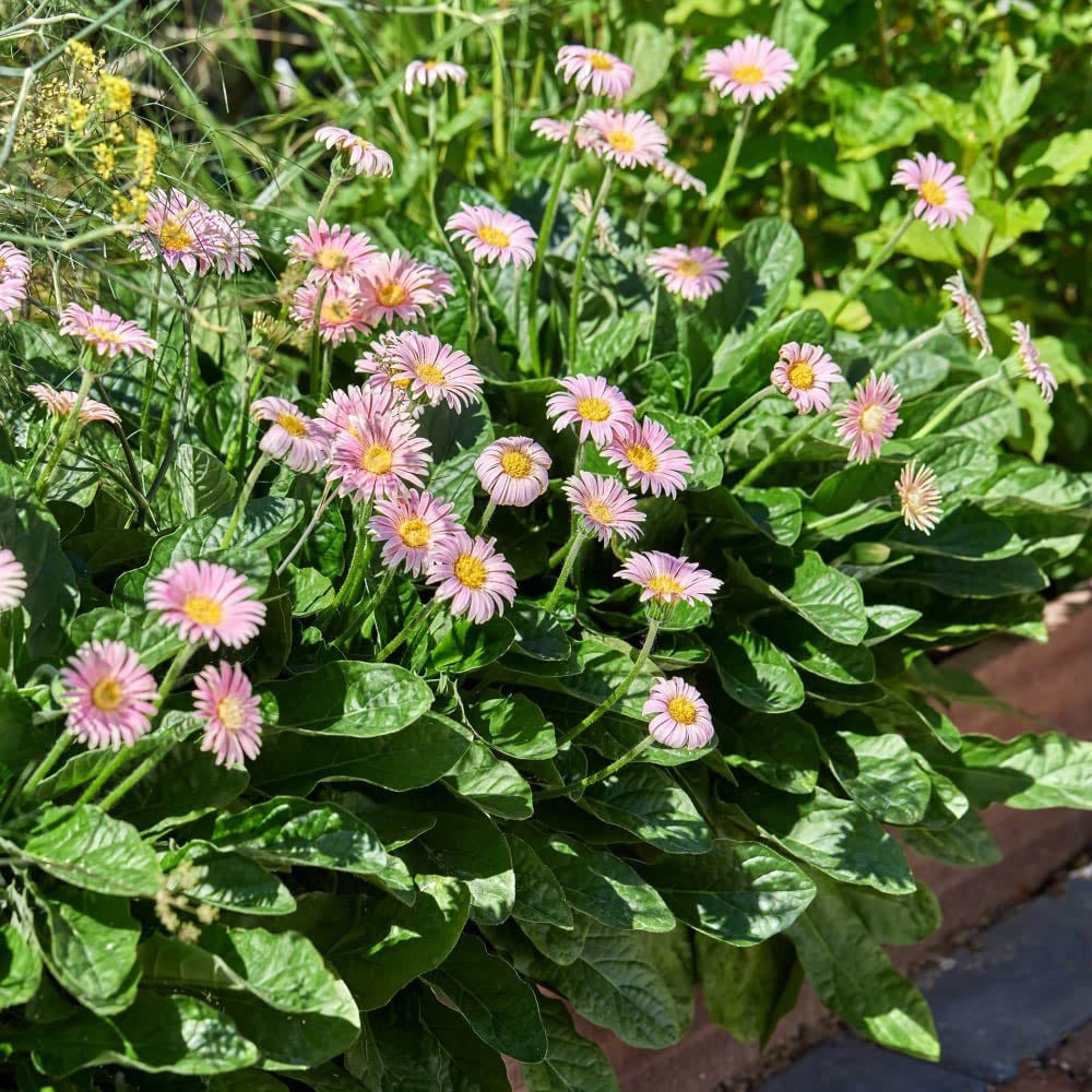 Thompson and Morgan Gerbera Garvinea Cheeky Pink Plant Pot 7cm Image 6