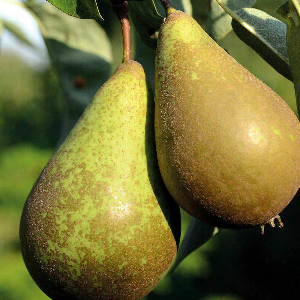 Thompson and Morgan Mini Fruit Collection Plant Pot 9cm 5 Pack Image 7