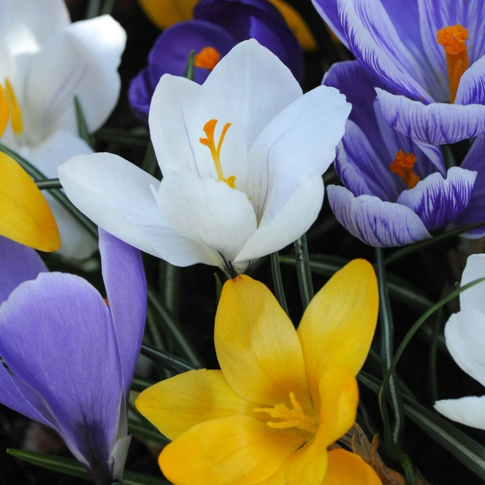 Thompson and Morgan Crocus Botanical Mixed Planting Bulb 80 Pack Image 4