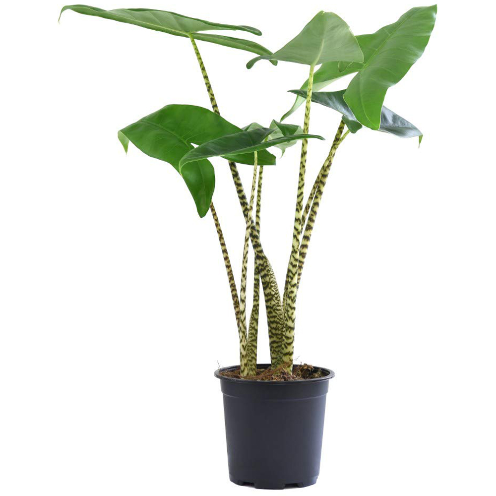 Thompson and Morgan Alocasia Zebrina Plant Pot 17cm Image 3