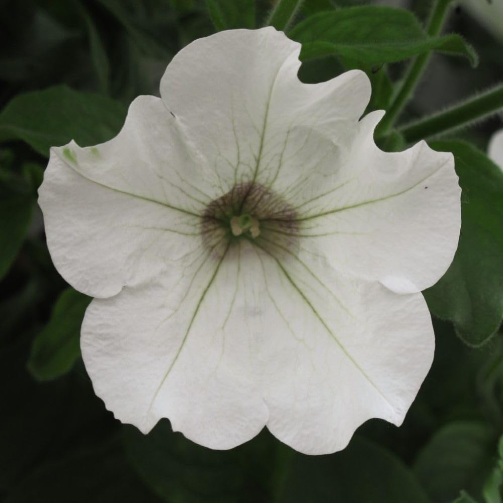 Thompson and Morgan Petunia White Trailing Surfinia Postiplug Plant 10 Pack Image 3