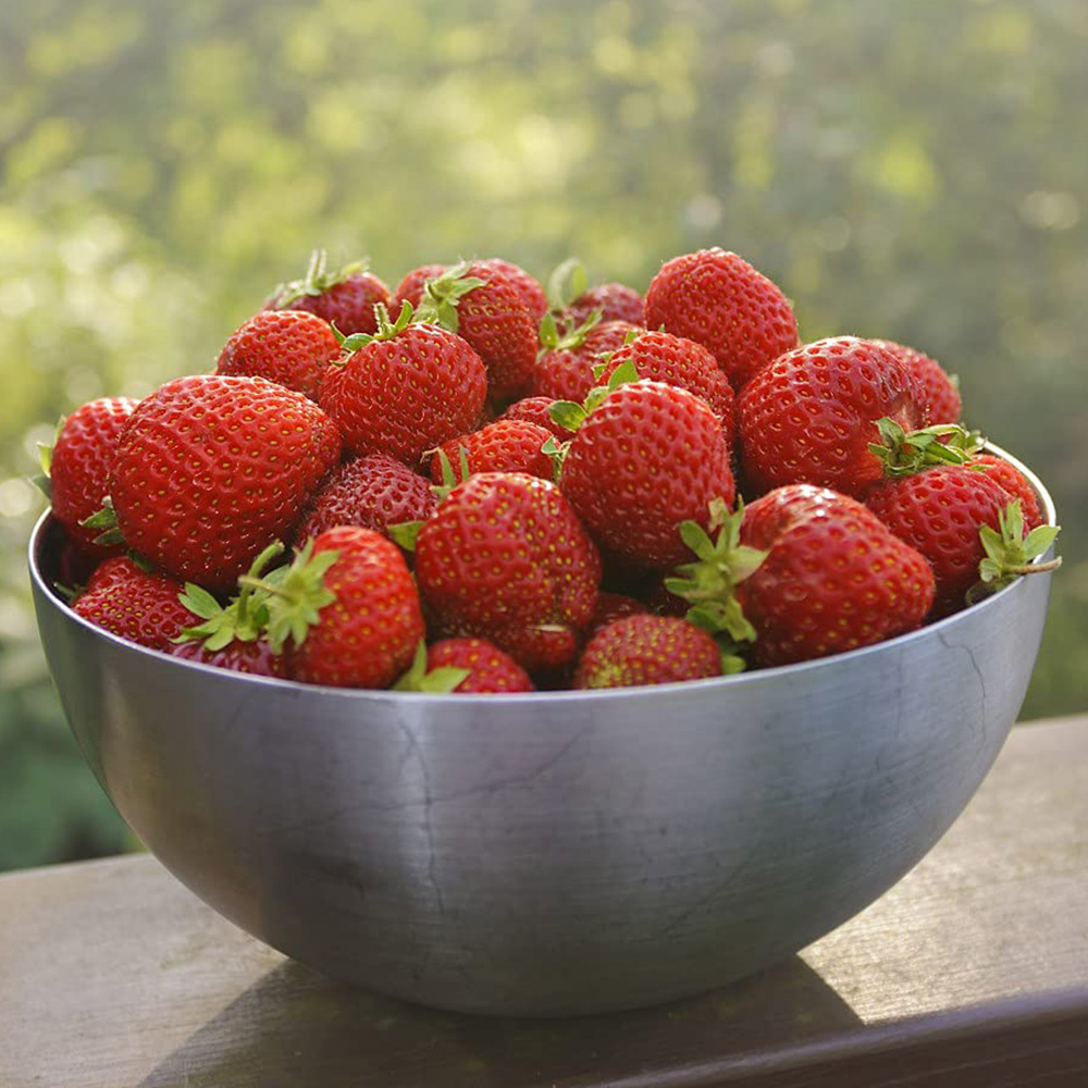 Thompson and Morgan Strawberry Fragaria Honeoye Plant in Pot 9cm 3 Pack Image 3