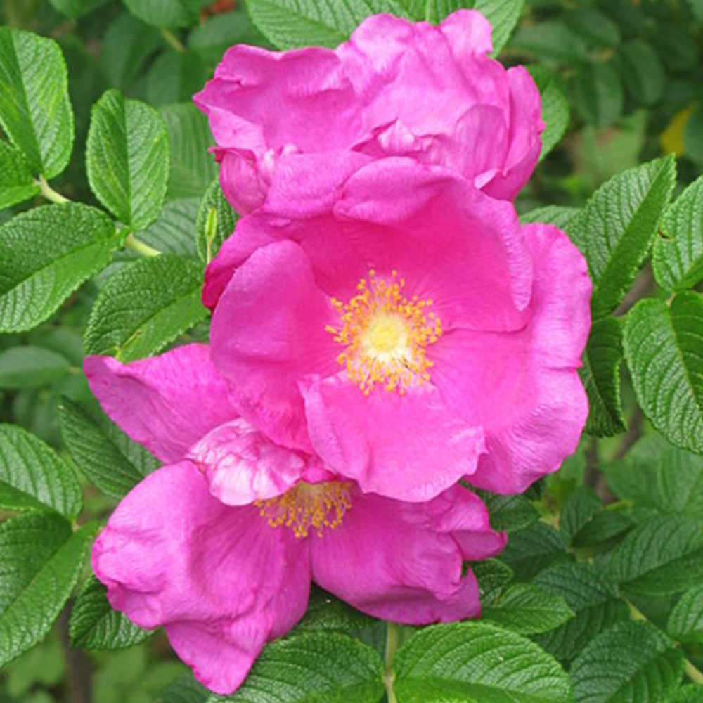 Inspirational Gifting Hedging Rose Bare Root Hedge Plant Saplings 2-3ft 20 Pack Image 5