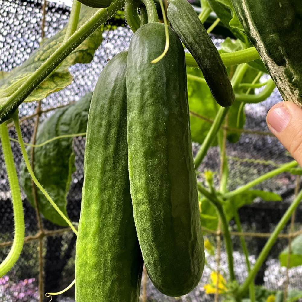 Thompson and Morgan Nurserymans Choice Grafted Vegetable Plant Pot 9cm 6 Pack Image 7