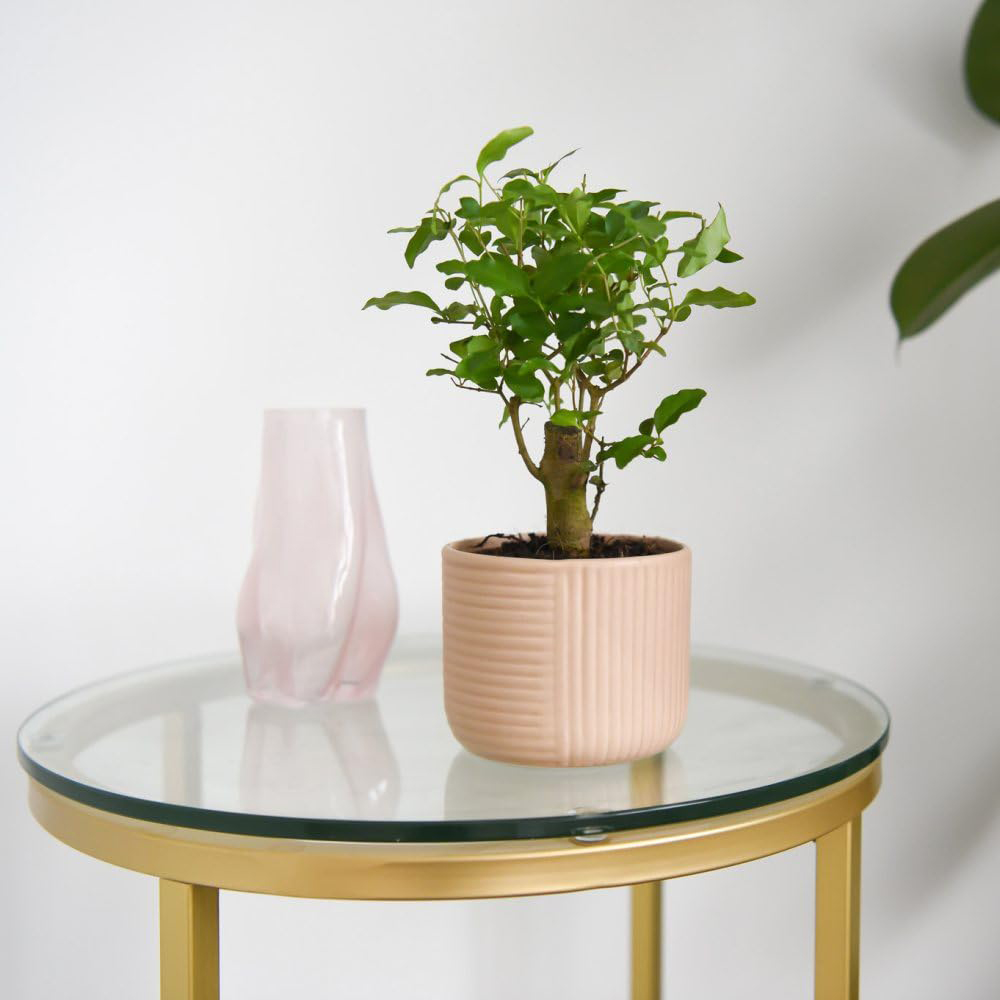 Thompson and Morgan Bonsai Mix in Round Ceramic Potted Plant 11cm Image 4