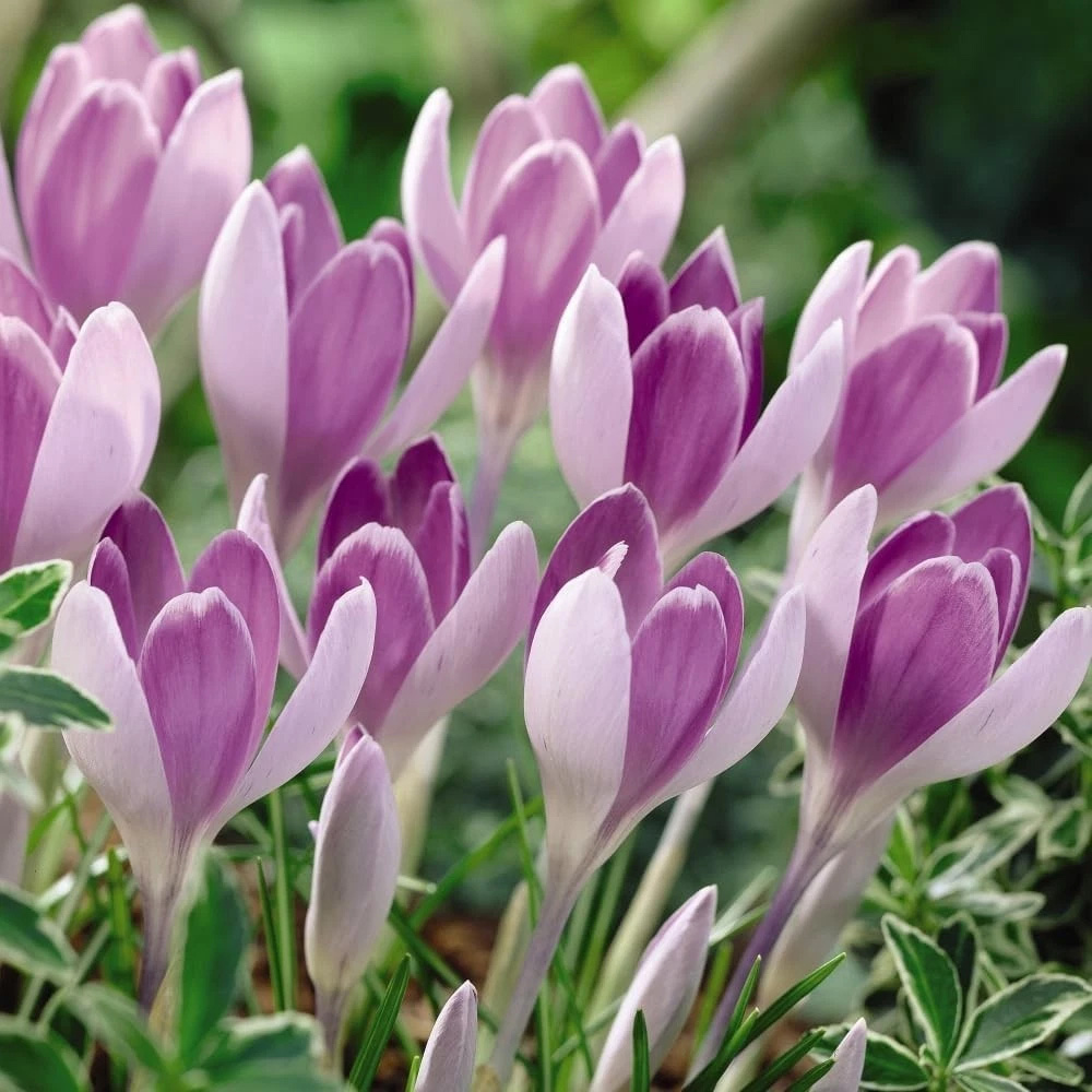 Thompson and Morgan Crocus Vanguard Planting Bulb 32 Pack Image 2