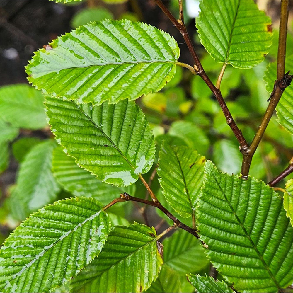 Inspirational Gifting Hornbeam Semi-Evergreen Bare Root Hedge Plant Sapling 3ft 10 Pack Image 5