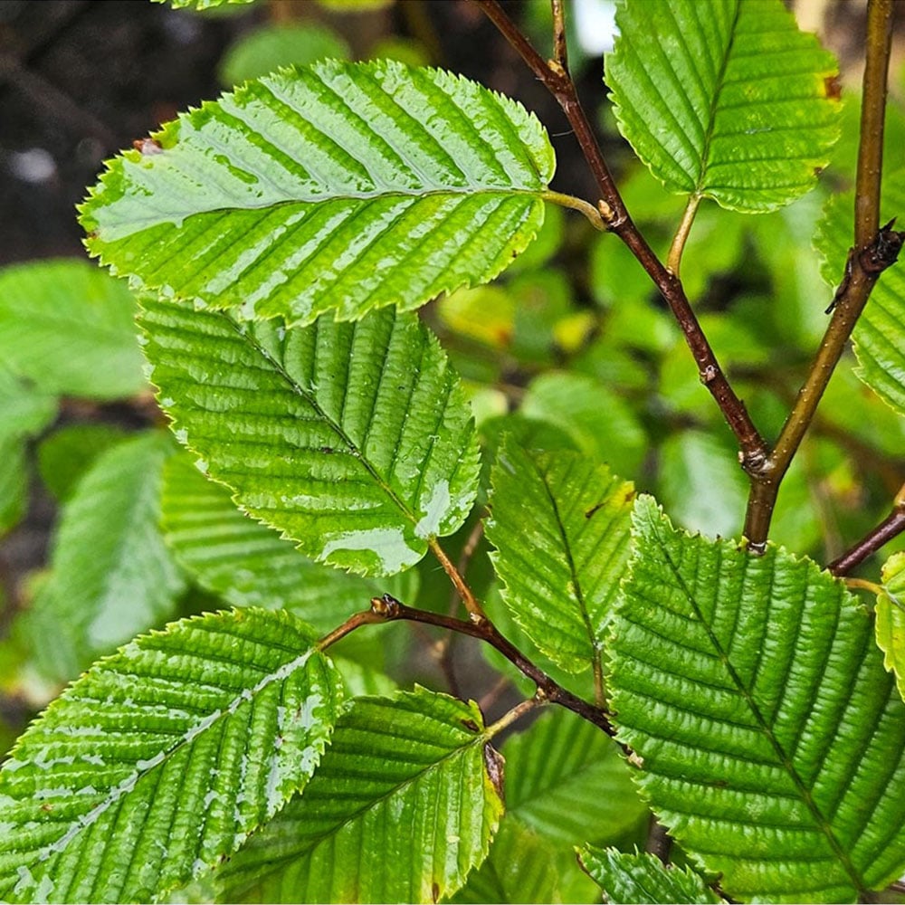 Inspirational Gifting Hornbeam Semi-Evergreen Bare Root Hedge Plant Sapling 30-60cm 5 Pack Image 5