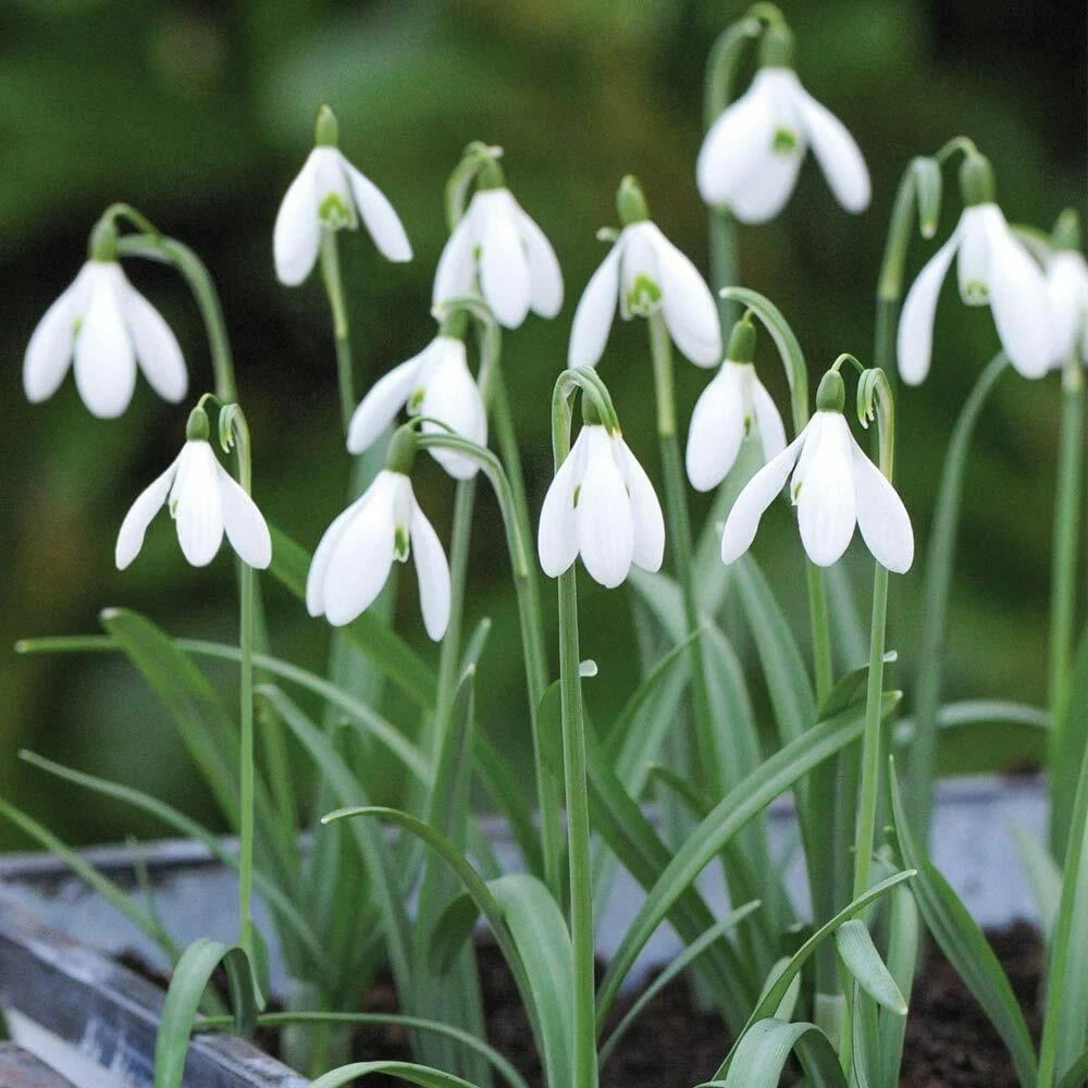 Thompson and Morgan Galanthus Elwesii Snowdrop Giant Autumn Planting Bulb 32 Pack Image 4