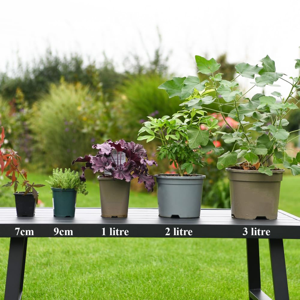 Thompson and Morgan Apple Malus Apistar M111 Rootstock Plant Pot 5L Image 4