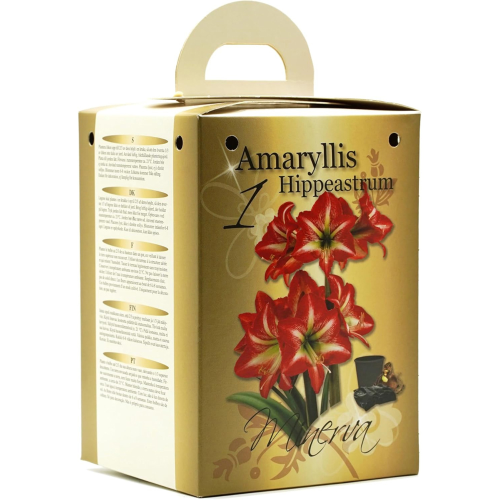 GreenBrokers Red and White Amaryllis Planting Bulb Gift Kit Image 4