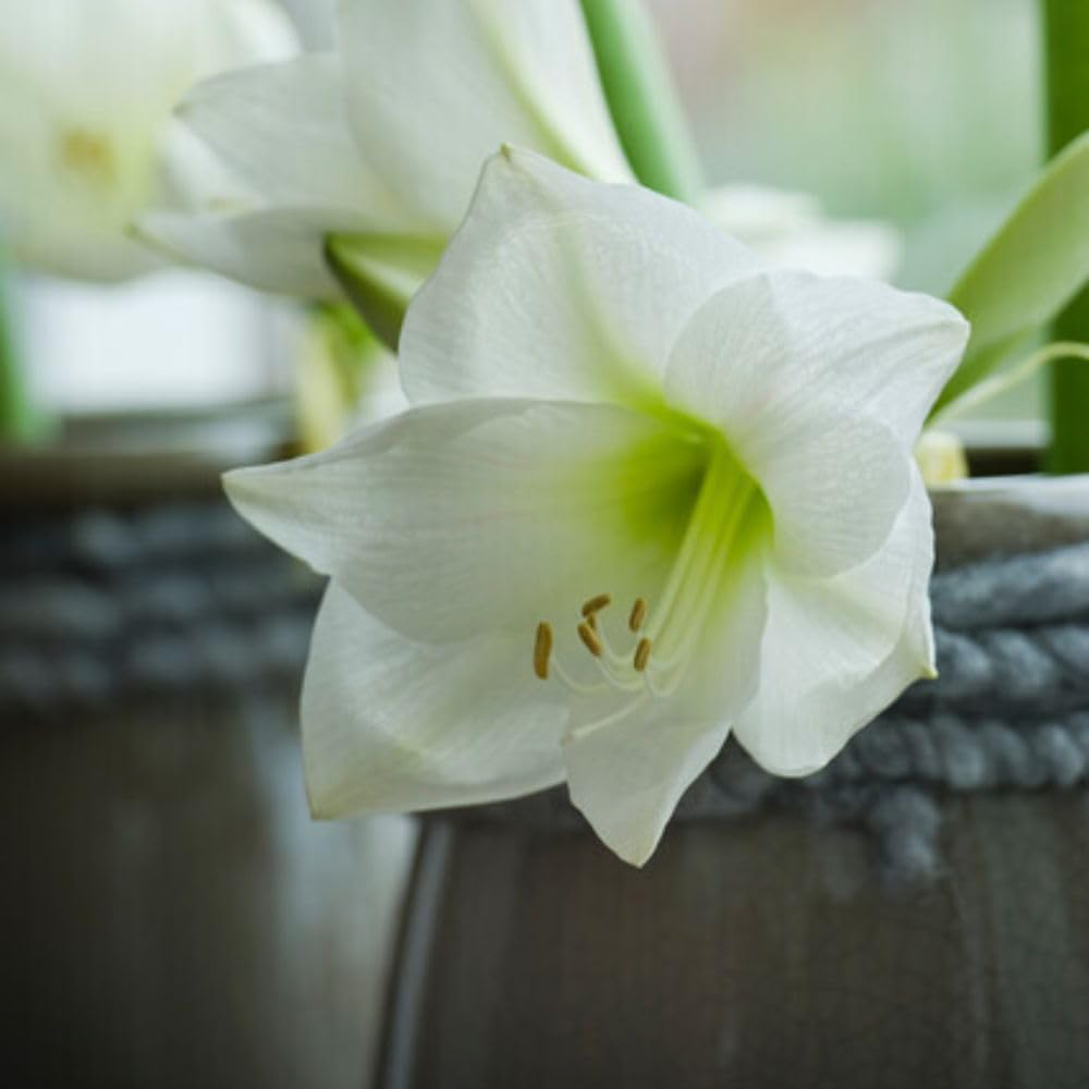 Thompson and Morgan Daffodil Super Scented Jonquilla Collection Planting 50 Bulb Image 3