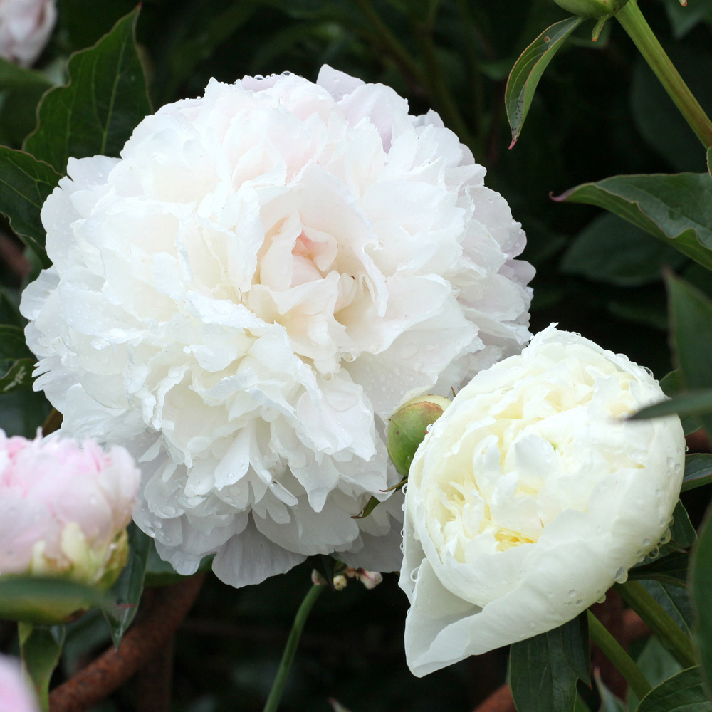 YouGarden Peony Duchesse de Nemours Bare Root 3 Pack Image 3