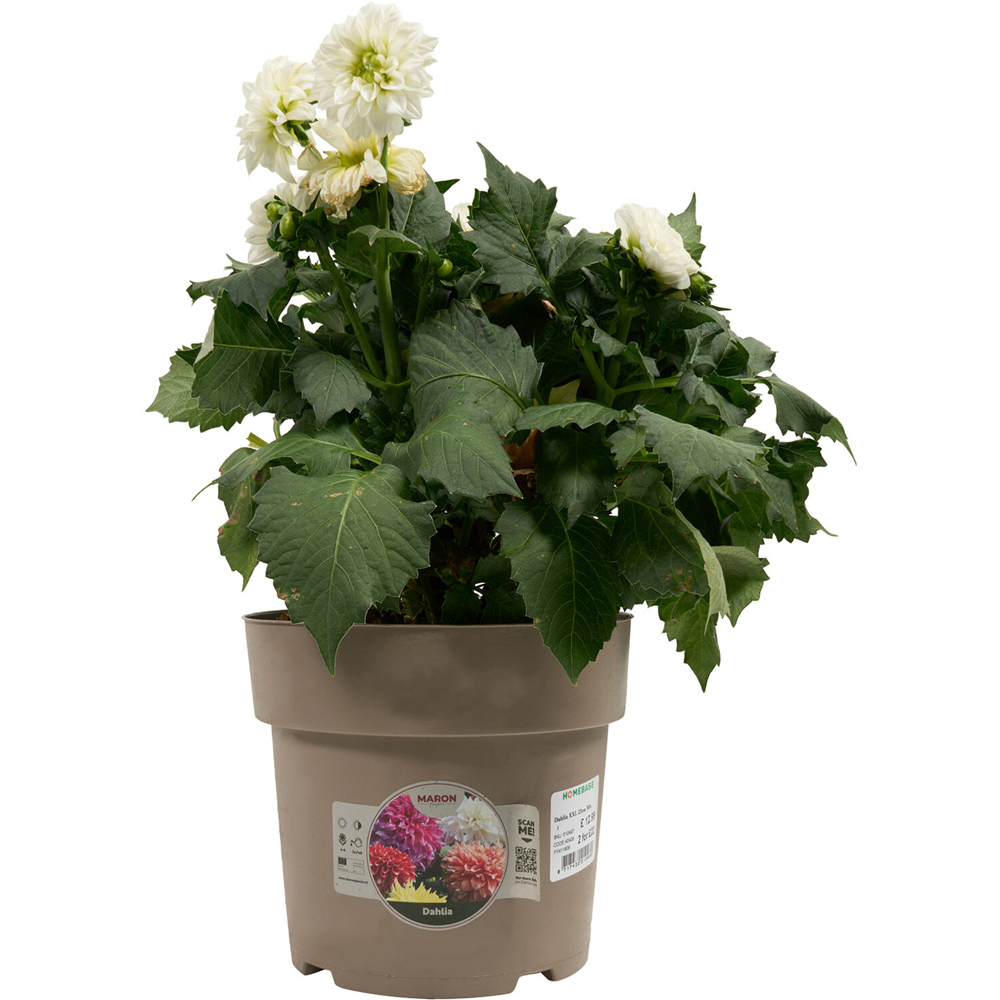Dahlia XXL Mixed Plant Image 6
