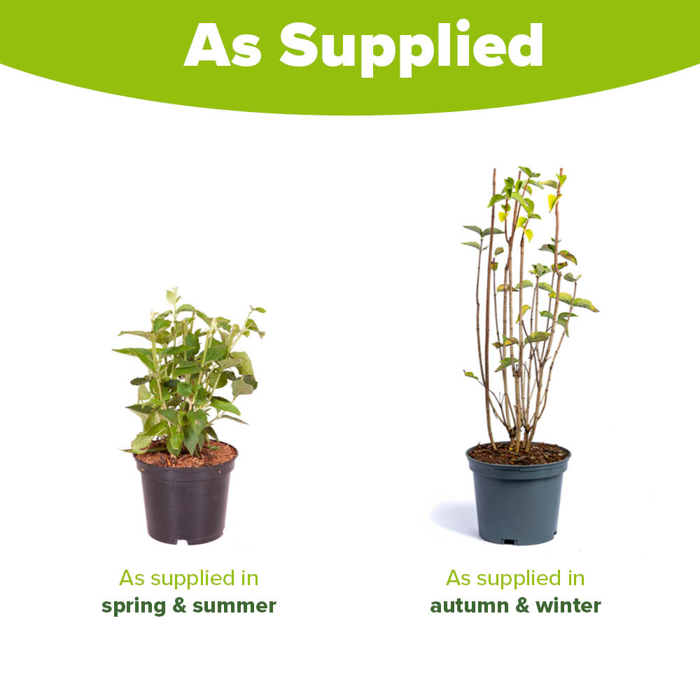 YouGarden Mock Orange Philadelphus Virginal Plant Pot 2L Image 3