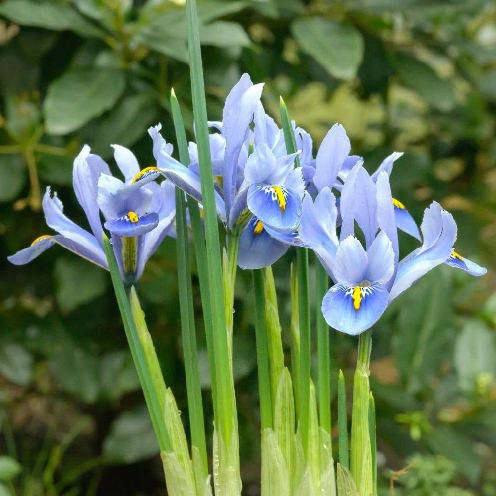 Thompson and Morgan Iris Reticulata Alida Autumn Planting Bulb 20 Pack Image 2