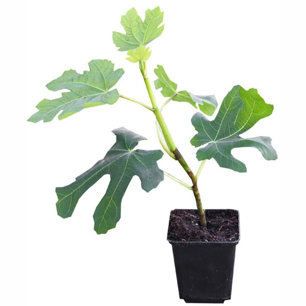 Thompson and Morgan Fig Ficus Carica Green Fig Plant Pot 9cm 3 Pack Image 2