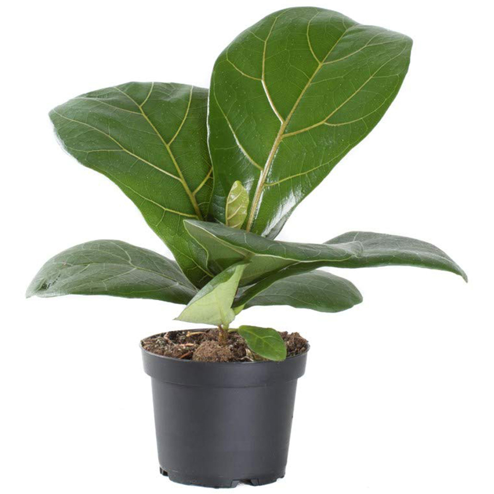 Thompson and Morgan Ficus Lyrata Compacta Fiddle Leaf Fig Plant Pot 9cm 2 Pack Image 2