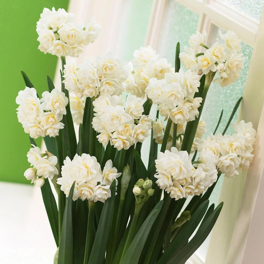 Thompson and Morgan Daffodil Scented Collection Planting Bulb 24 Pack Image 3