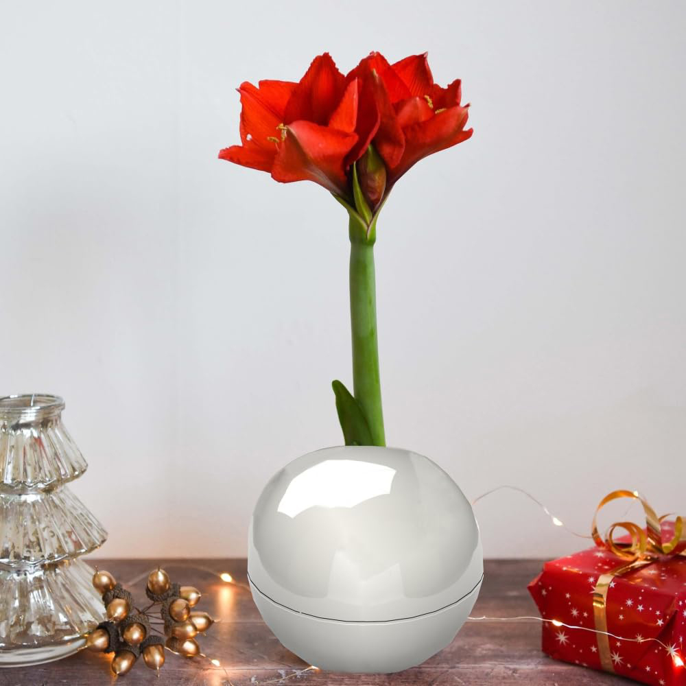 Thompson and Morgan Christmas Gift Red Amaryllis Bulb in Globe 3 Pack Image 5