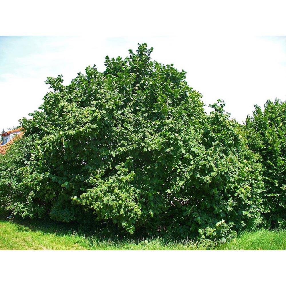 Inspirational Gifting Hazel Bare Root Hedge Plant Saplings 2ft 10 Pack Image 4