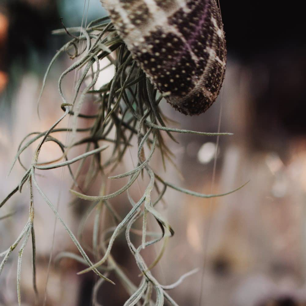 Thompson and Morgan Large Tillandsia Usneoides Jellyfish Air Plant Image 3