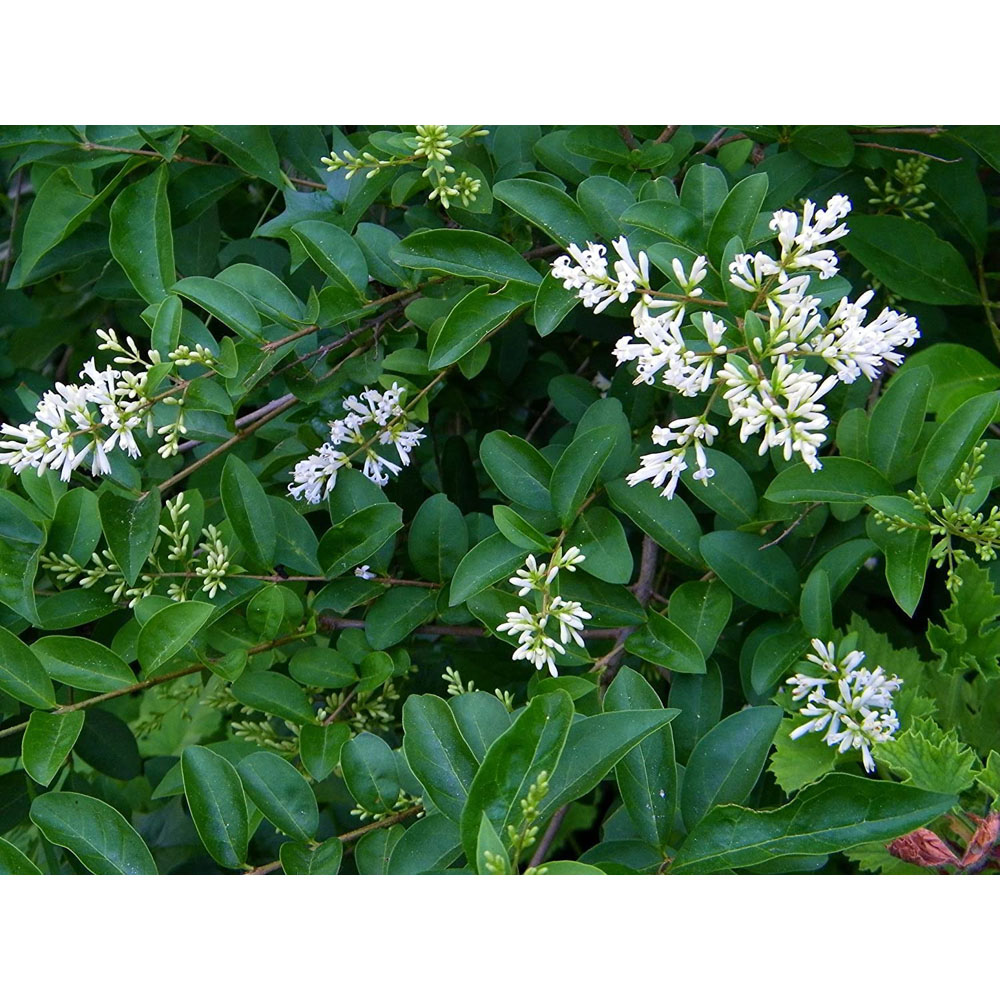 Inspirational Gifting Green Privet Evergreen Bare Root Hedge Plant Sapling 30-60cm 20 Pack Image 2