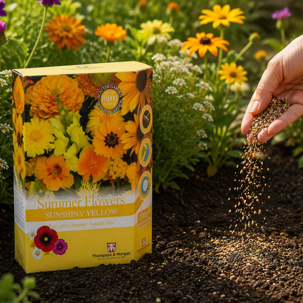 Thompson & Morgan Yellow Colour Theme Summer Flowers Scatter Seeds Image 3
