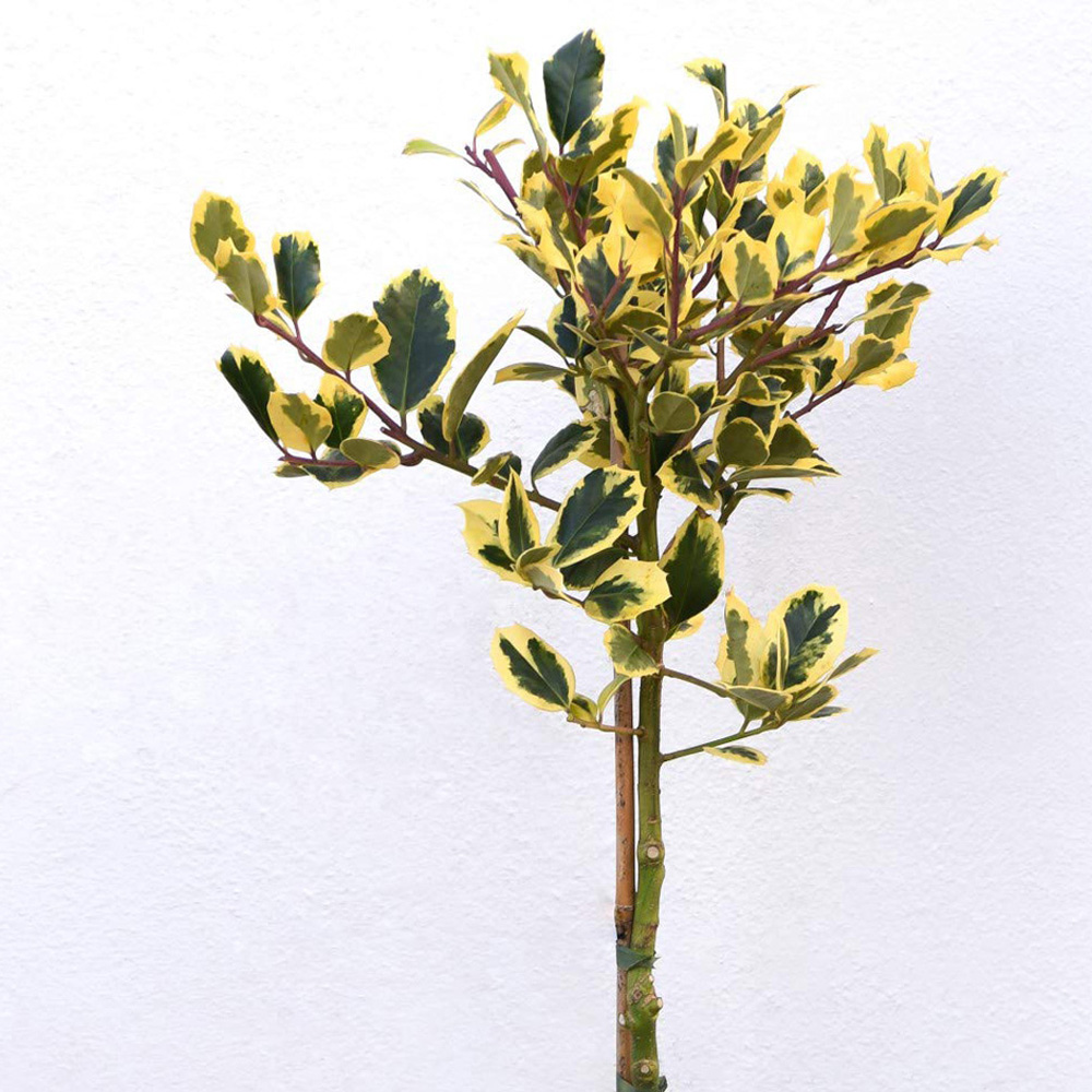 Thompson and Morgan Ilex Holly Altaclerensis Golden King Plant Pot 9cm Image 4
