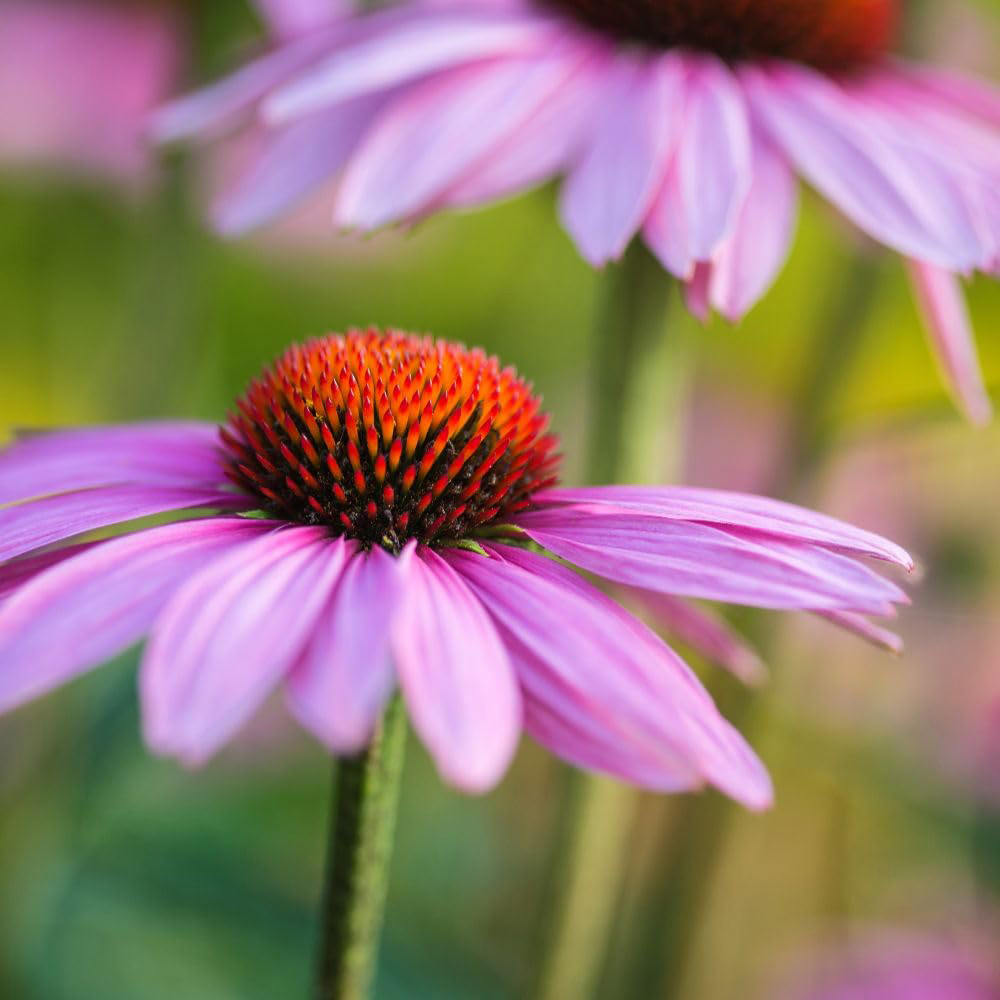 Thompson and Morgan Echinacea Purpurea Rubinstern Plant Pot 9cm 2 Pack Image 2