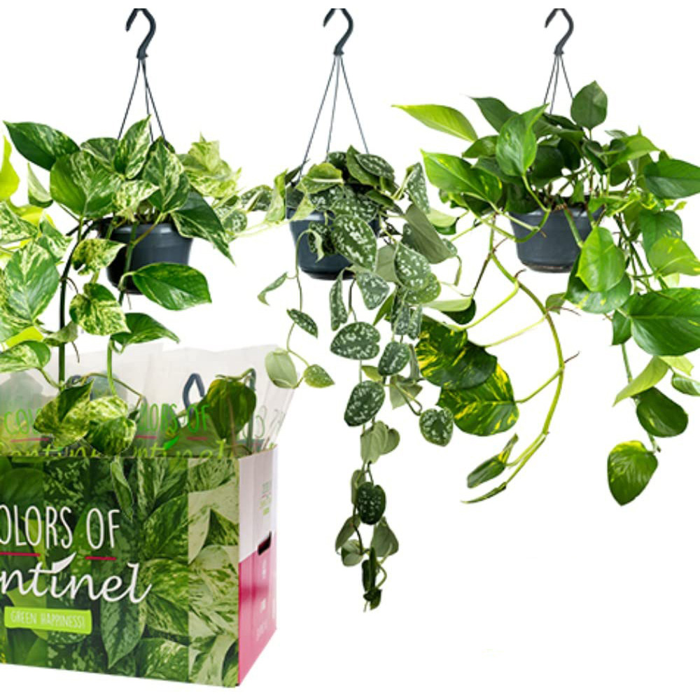 Thompson and Morgan Potted Planthos Epipremnum Mixed Hanging Plant Pot 15cm 3 Pack Image 3
