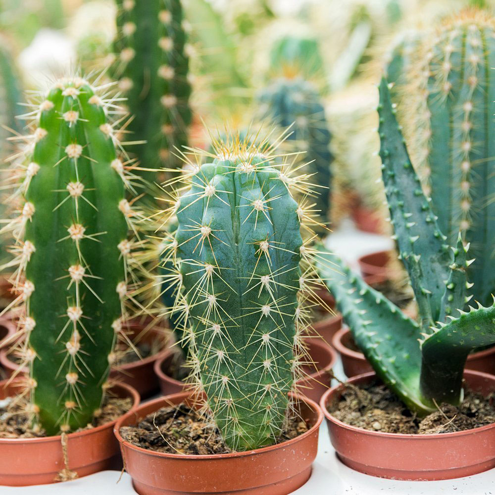 Thompson & Morgan Cactus Mixed Potted Plant 5.5cm 3 Pack Image 6