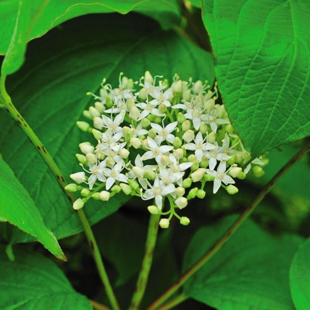 Thompson and Morgan Cornus Winter Duo Plant Pot 9cm 4 Pack Image 6