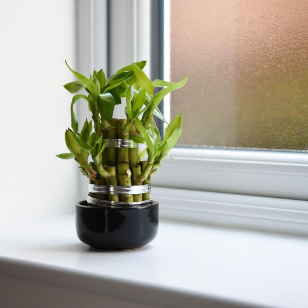 Thompson & Morgan Dracaena Sanderiana Lucky Bamboo 3 Level Potted Plant 10cm Image 4