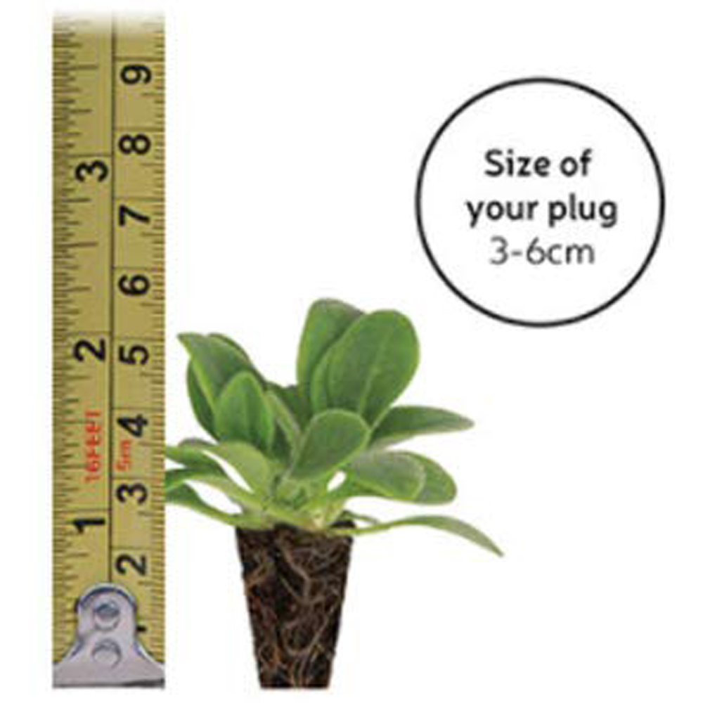 Thompson and Morgan Container Collection Mixed Plant Plug 24 Pack Image 6