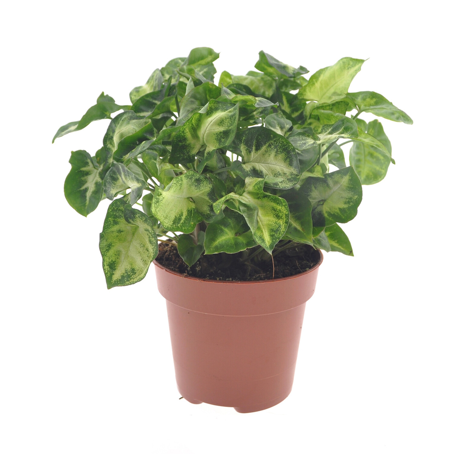 Syngonium Pixie Plant 12cm - Green Image