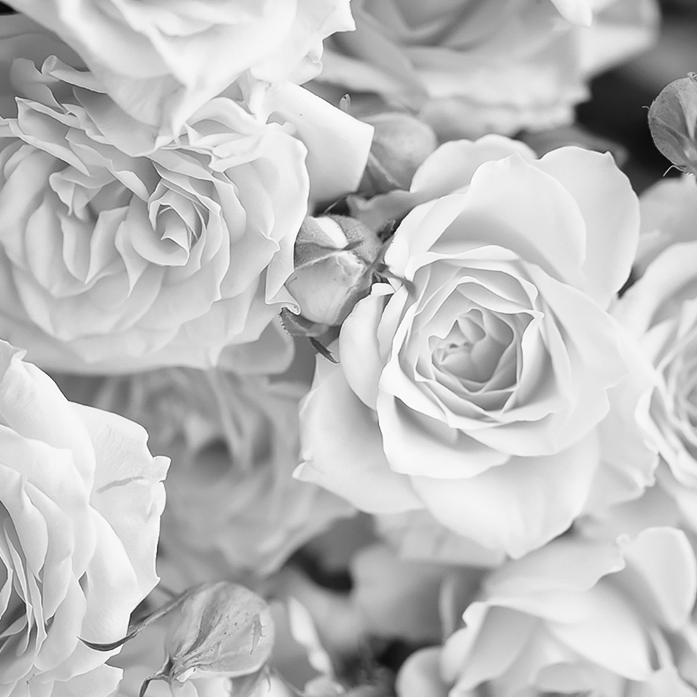 Origin Murals Petals Grey Wall Mural Image 2