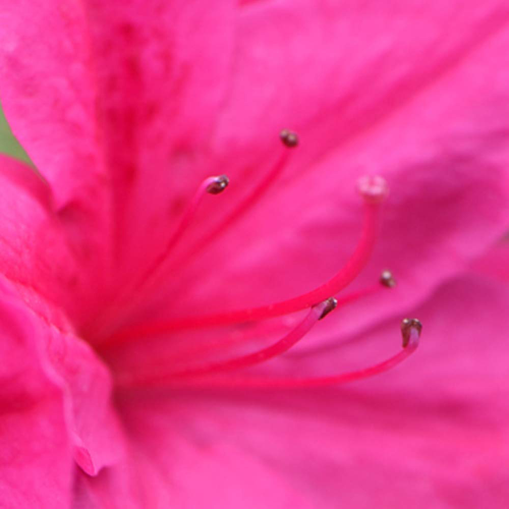 Thompson and Morgan Azalea Dwarf Pink Plant Pot 9cm 2 Pack Image 2