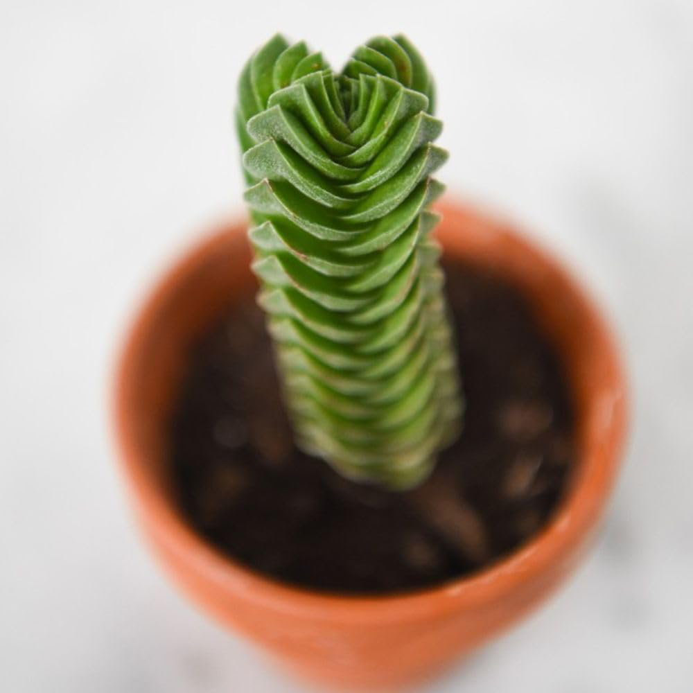 Thompson and Morgan Crassula Buddhas Temple Potted Plant 6cm Image 3
