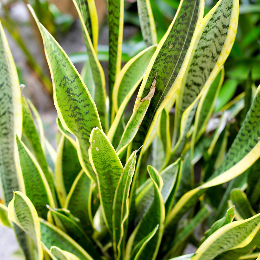 Thompson and Morgan Sansevieria Trifasciata Var. Laurentii Pot Plant 12cm Image 5