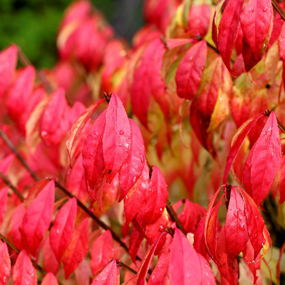 Thompson and Morgan Euonymus Alatus Winged Spindle Potted Plant 9cm 3 Pack Image 1