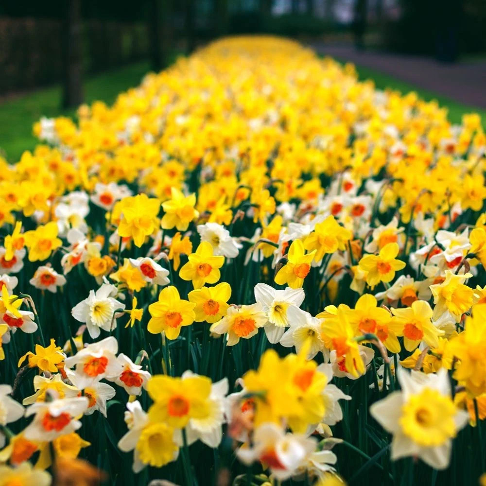 Thompson and Morgan Daffodil Spring Flowering Mixed Spring Planting Bulb 40 Pack Image 4
